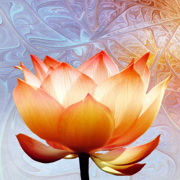 Sonnenschein Lotus von Jacky