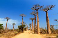 Avenue of the Baobabs von Dennis van de Water Miniaturansicht