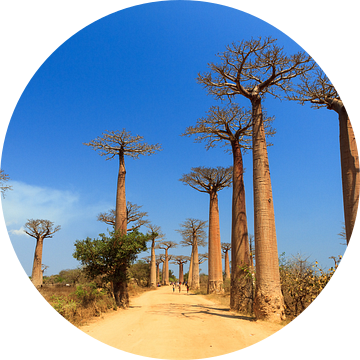 Avenue of the Baobabs van Dennis van de Water