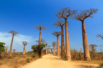 Avenue of the Baobabs van Dennis van de Water