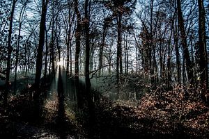 Morgennebel 