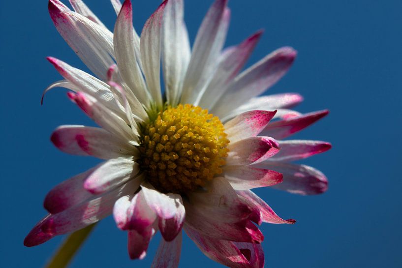 Gänseblümchen vor einheitlich blauem Himmel von Anne Ponsen