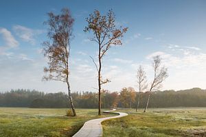 Birch trees along a path by Theo Klos