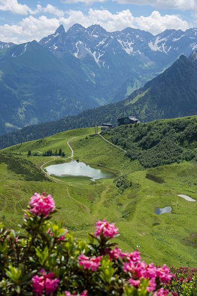 Alpine roses on the Fellhorn by Walter G. Allgöwer