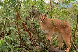 caracal in tree by Linda Manzaneque