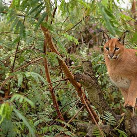 caracal in boom van Linda Manzaneque