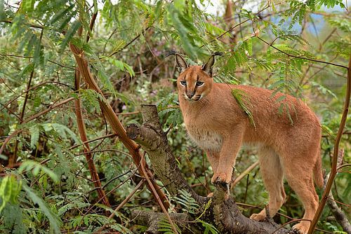 caracal in boom