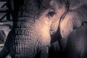 Close up van het hoofd van een olifant van Kim Bellen