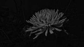 Une fleur.  sur Hans van Dongen
