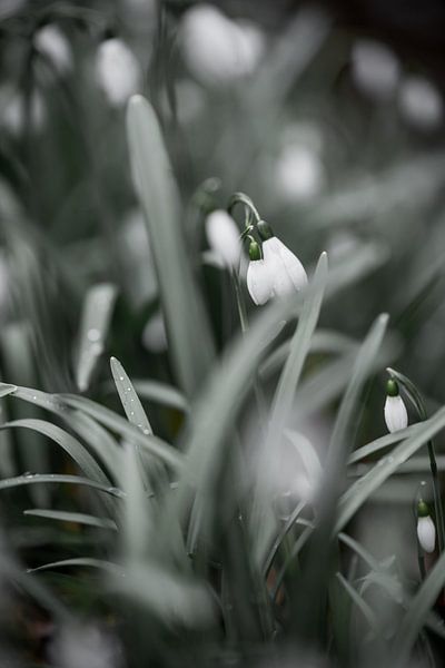 The Snowdrop | Change of season by Ratna Bosch