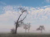 November morning 1 by Max Schiefele thumbnail