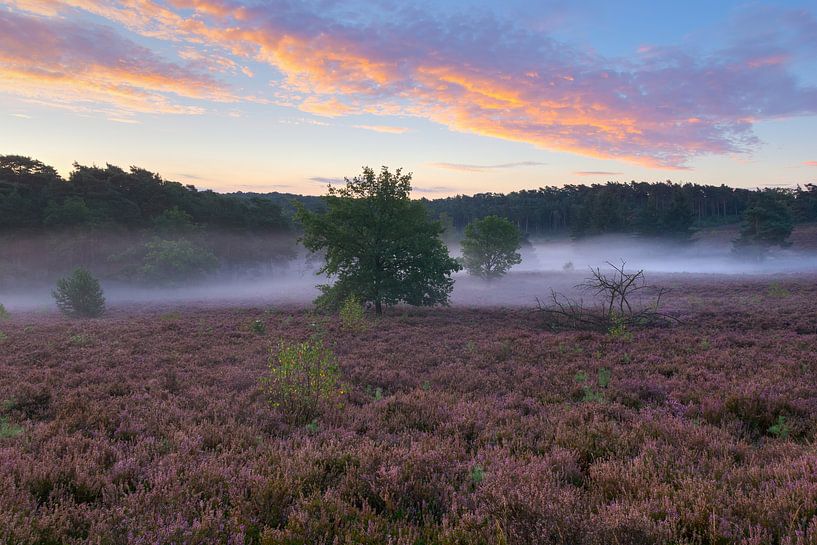 heidelandschap in Limburg von Francois Debets
