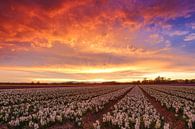 Zonsondergang over bloembollenvelden in Lisse, Holland. par Marcel van den Bos Aperçu