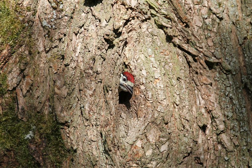 Ein junger Buntspecht erkundet die Welt von rene marcel originals