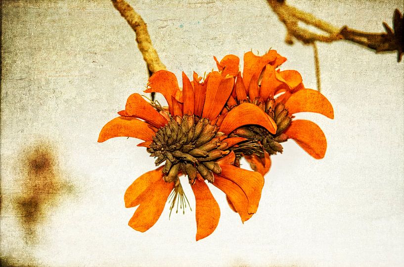 Fleur d'oranger par Eric van den Berg