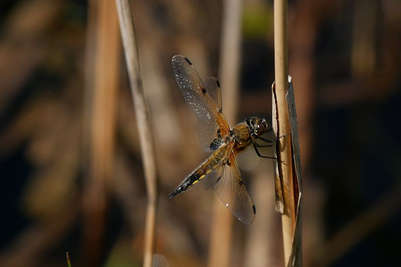 Four-spot dragonfly by Jacqueline Volders