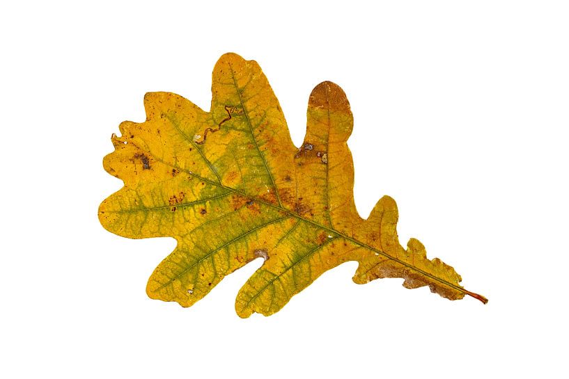 Eichenblatt im Herbst von Roland Brack