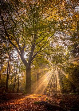 les rayons du soleil en automne sur Erik Keuker