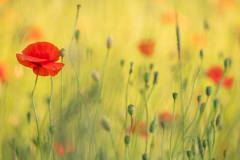 Poppies by Moetwil en van Dijk - Fotografie