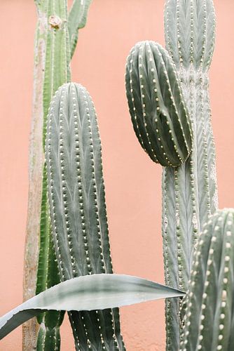Cacti against coral pink wall III | Cactus | Botanical picture