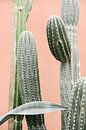 Cactussen tegen koraal roze muur III | Cactus | Botanische foto van Mirjam Broekhof thumbnail