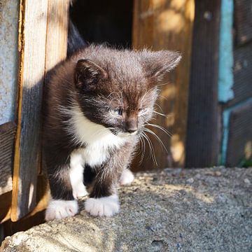 nieuwsgierige kleine kat van Heiko Kueverling