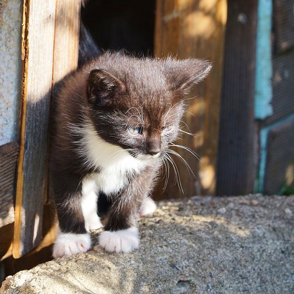 neugieriger kleiner Kater von Heiko Kueverling