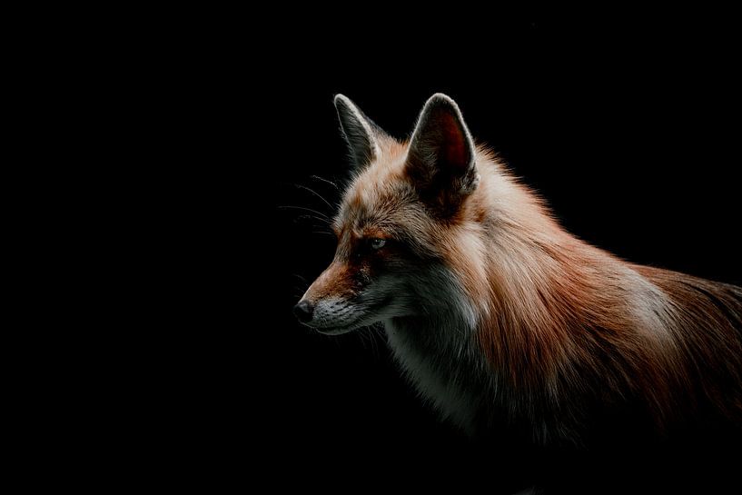 Renard roux par van Veen Allround Photography
