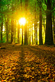 Frühherbstsonne in einem Buchenwald