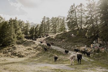 Koeien Moosalp Zwitserland van Anneke Vat