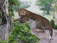 leopard