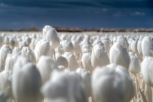 Veld met witte tulpen