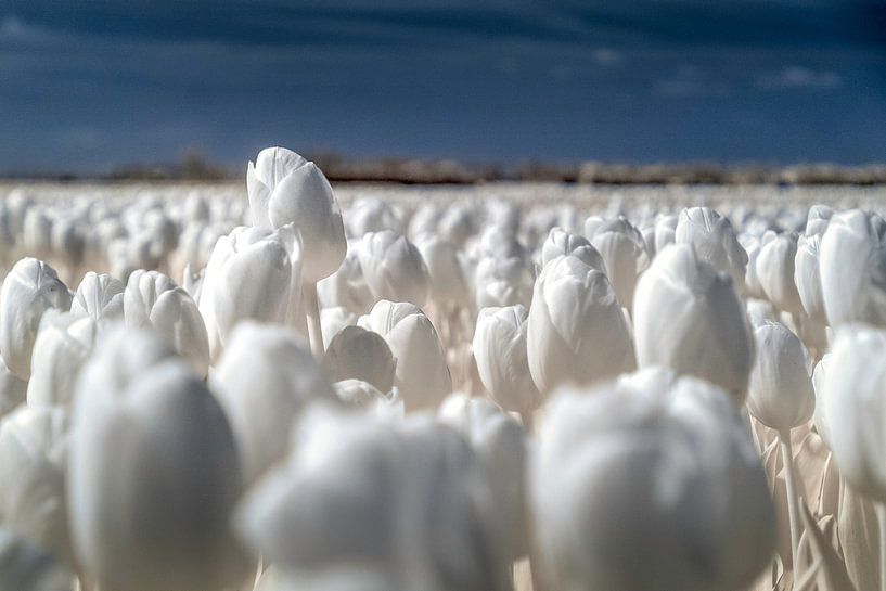 Field with white tulips by Ad Van Koppen Fotografie