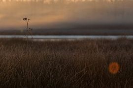 Suikerveen by Ronald Wilfred Jansen