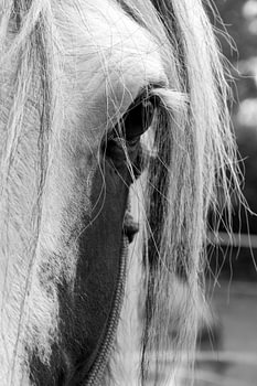 paarden oog