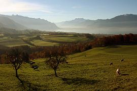 Lac Leman ontwaakt by Michiel Stam
