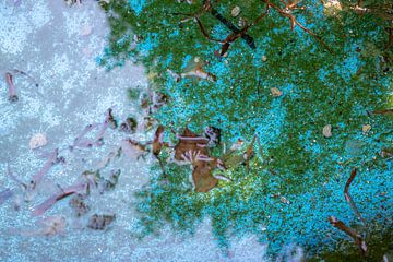 Leaves in a fountain by Zehava Perez