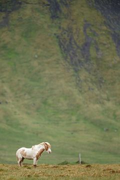 Icelandic horse by Menno Schaefer