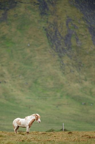 IJslandse Paard von Menno Schaefer
