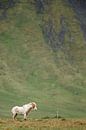 IJslandse Paard van Menno Schaefer thumbnail