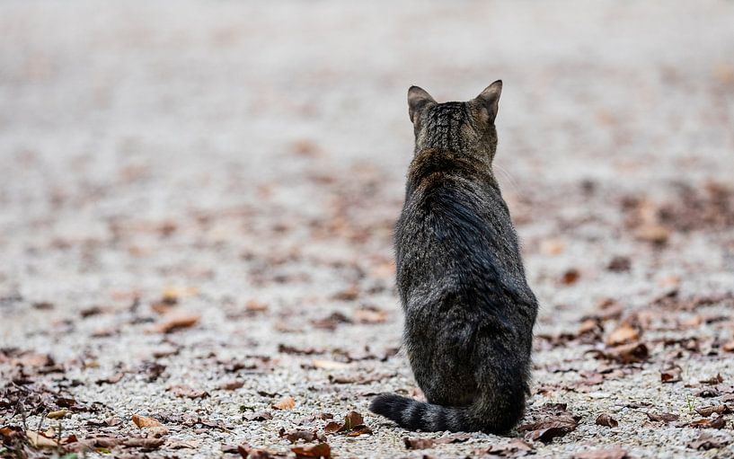 Katze im Herbstlaub von VIDEOMUNDUM