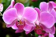 Rosa Orchideen von Romina  Asray Miniaturansicht