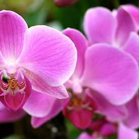 Roze Orchideeën  van Romina  Asray