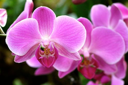 Pink Orchids 