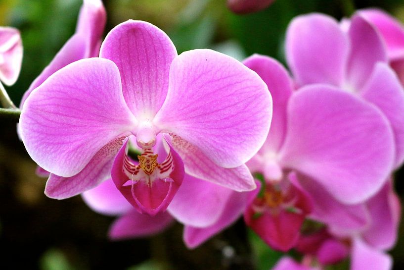 Rosa Orchideen von Romina  Asray