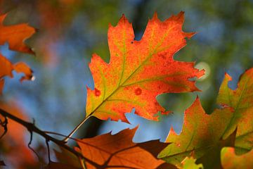 Macro of an autumn oak leaf von Georges Hoeberechts