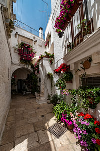 Locorotondo Blumen