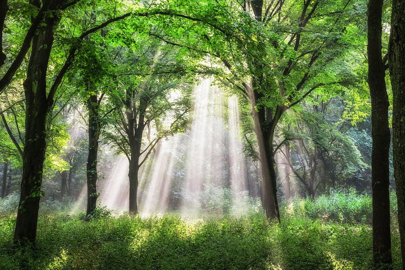 Sonnenstrahlen Amsterdam Wald von Lars van de Goor