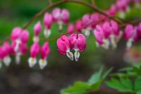 Coeurs