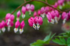 Herzen von Sandra Estupinan